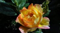 rosa-des-cistercien