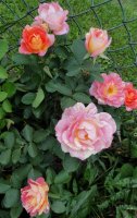 rosa-des-cistercien3