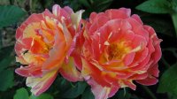 rosa-des-cisterciens