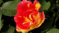 rosa-des-cisterciens2