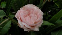 sweet-juliet