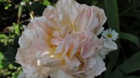 vitalrose-climbing-champagne