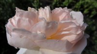 vitalrose-climbing-champagne2