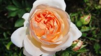 vitalrose-climbing-champagne3
