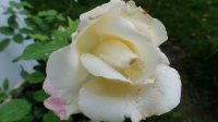 white-duchesse-de-brabant