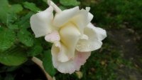 white-duchesse-de-brabant2