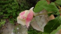 white-duchesse-de-brabant3