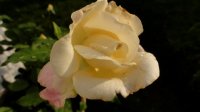 white-duchesse-de-brabant4