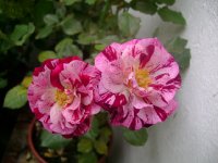 dsc00042