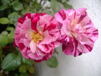 dsc00043