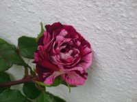 dsc09843