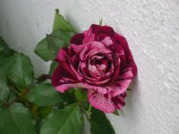 dsc09845