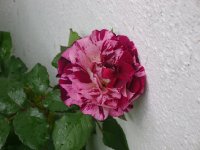 dsc09846