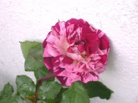 dsc09847