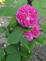 rose-de-rescht