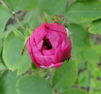 rose-de-rescht2