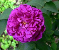 rose-de-rescht3