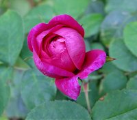 rose-de-rescht4