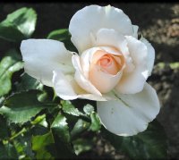 sweet-love2