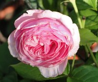 gartentraume3