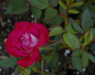 iced-raspberry-2.jpg