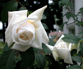 ilse-krohn-3.jpg