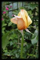 sutters gold
