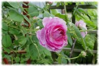geschwind-orden