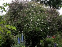 roza-ayrshir-venusta-pendula