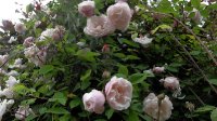 roza-ayrshir-venusta-pendula2
