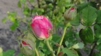 alba-belle-amour2