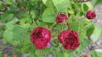 assemblage-des-beautes