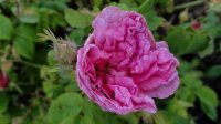 blush-damask