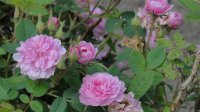 centifolia-pompon-de-burgundica