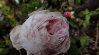 centifolia-variegata