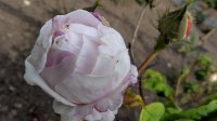 centifolia-variegata2