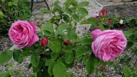 mme-lauriop-de-barny
