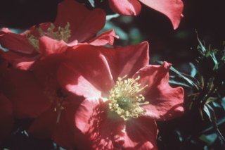 prairie_flower.jpg