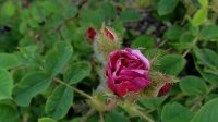 muscosa-rubra