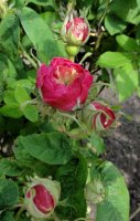 paeonienrose