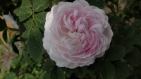 pompon-blanc-parfait