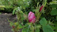 rose-de-puteaux