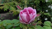 rose-de-puteaux2