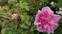 rose-de-puteaux3