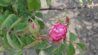 rose-des-peintres
