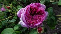 rose-du-maitre-decole
