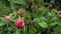 rose-du-maitre-decole2