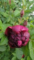 rotes-phanomen