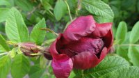 rotes-phanomen2