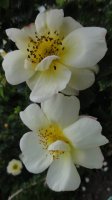 roza-rubiginosa-canary-bird2